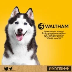 Pedigree Boîte Protein+ En Pâté 12 x 800 g Dindon Et Poulet -Meilleure Animalerie ffed18df3d0518ac25a1f88abadbbef071e0a096 1394129 de DE pedigree 1
